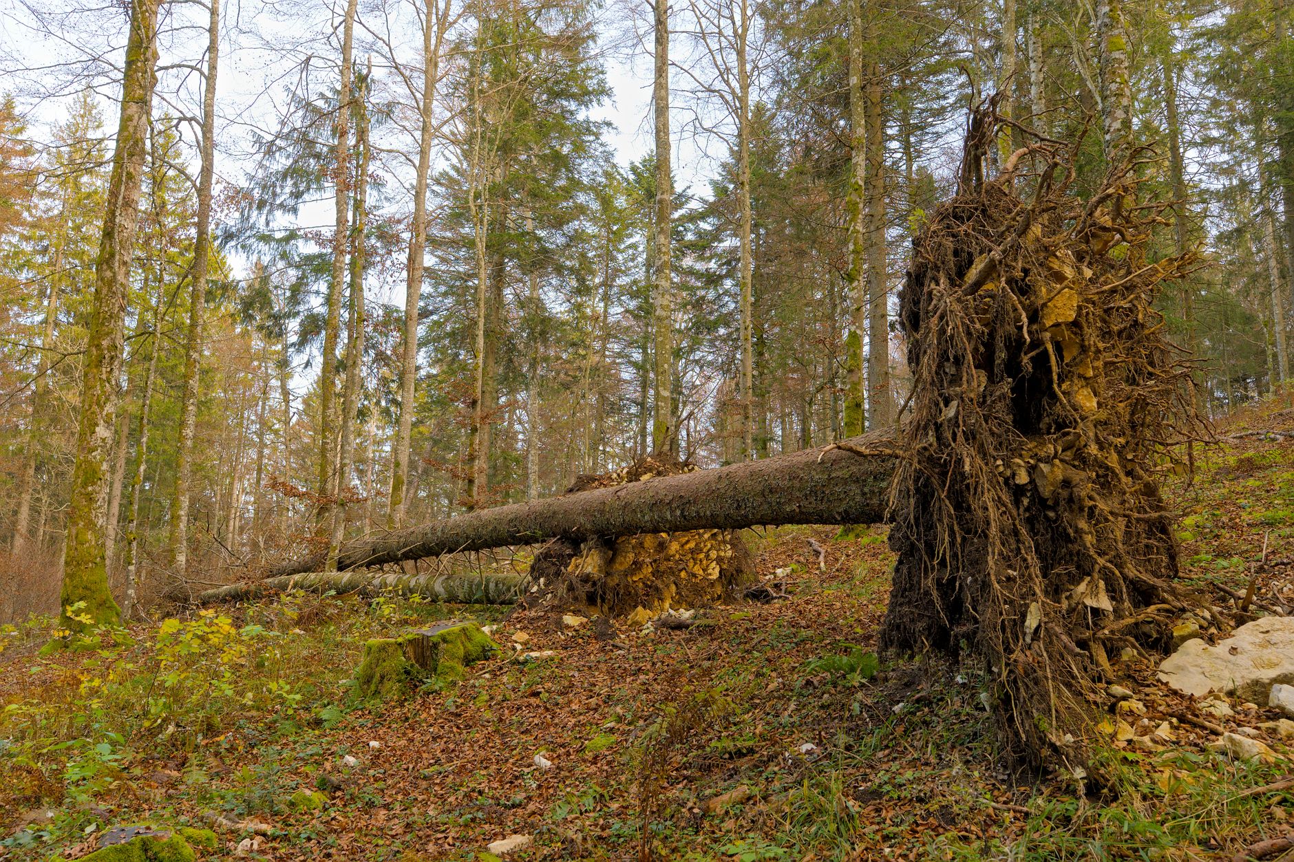 Enlèvement arbre urgence à Vaulx-en-Velin